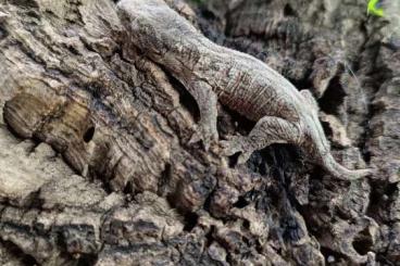 Lizards kaufen und verkaufen Photo: Correlophus sarrasinorum white collar