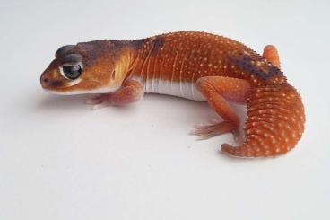Geckos kaufen und verkaufen Photo: 3.1 Nephrurus levis levis Patternless/het/ph Patternless 