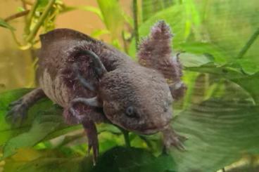 Newts kaufen und verkaufen Photo: Ein Axolotl (Weibchen) in gut Hände abzugeben (auch mit Ausstattung)