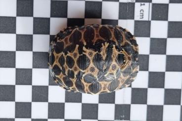 Landschildkröten kaufen und verkaufen Foto: 2 Strahlenschildkröten, Astrochelys Radiata NZ 23 "Weibchen? Je 490,--