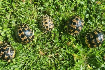 Schildkröten kaufen und verkaufen Foto: Strahlenschildkröten, Astrochelys Radiata NZ 25 "Weibchen“? Je 490,-- Schildkröten kaufen und verkaufen Foto: Strahlenschildkröten, Astrochelys Radiata NZ 25 "Weibchen“? Je 490,--
