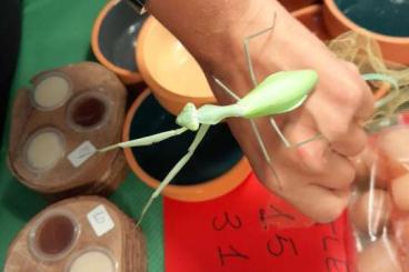 Insects kaufen und verkaufen Photo: Cerco Mantide di qualsiasi specie 