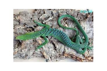 Monitor lizards kaufen und verkaufen Photo: Suche Varanus Beccarii  Reisingeri oder Macraei