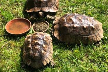Tortoises kaufen und verkaufen Photo: Spornschildkröten NZ 2015