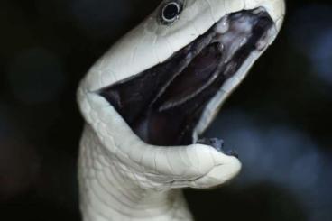Venomous snakes kaufen und verkaufen Photo: 0.1 Dendroaspis polylepis
