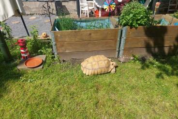 Tortoises kaufen und verkaufen Photo: Handzahme Spornschildkröte  18 Jahre alt 