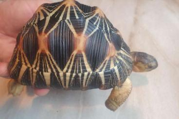Landschildkröten kaufen und verkaufen Foto: Astrochelys radiata Strahlenschildkröte Radiated Tortoise CB 2019