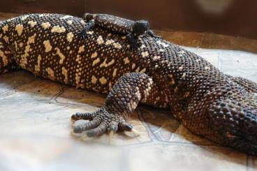 Lizards kaufen und verkaufen Photo: Heloderma horridum exasperatum 