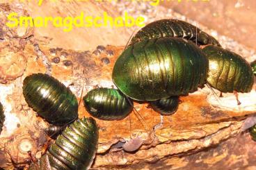 Insekten kaufen und verkaufen Foto: Smaragdschaben Pseudoglomeris magnifica