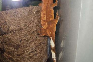 Geckos kaufen und verkaufen Foto: Kronengeckos NZ 23 mit Terrarium 