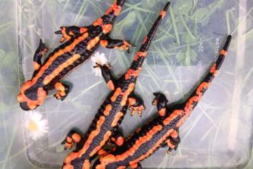 Salamander kaufen und verkaufen Foto: 3 Männchen Salamandra salamandra terrestris rot/gelb NZ2021