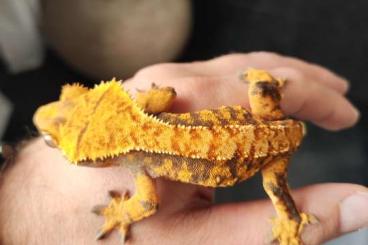 Geckos kaufen und verkaufen Foto: Kronengeckos aus 2022 Extreme Harleyquin / Pinstripe