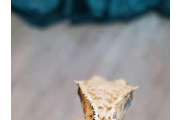 Geckos kaufen und verkaufen Foto: Kronengecko 1.0 Extreme Harlequin 