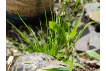 Landschildkröten kaufen und verkaufen Foto: 3 Testudo Hermani Hermani Schildkröten 