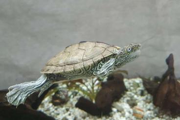 Sumpfschildkröten kaufen und verkaufen Foto: GraptemysOuachitensis Mississippi Höckerschildkröte m 10x7cm abzugeben