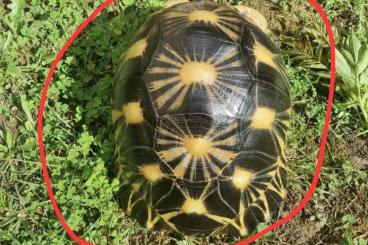 Schildkröten  kaufen und verkaufen Foto: A saisir magnifique Femelle radiata adulte