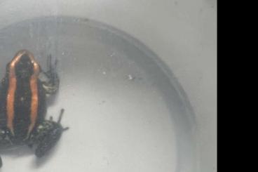 Poison dart frogs kaufen und verkaufen Photo: Phylobates vittatus semiadult