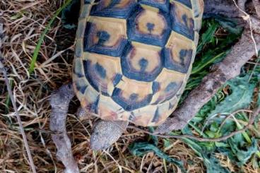 Landschildkröten kaufen und verkaufen Foto: Thb 0.0.2 Geburtsjahr 2020 mit CITES Doku