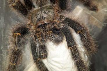 - bird spiders kaufen und verkaufen Photo: Y. sooretama, A. rufa, bicegoi, urt. green. aurantiaca, Boa Vista...