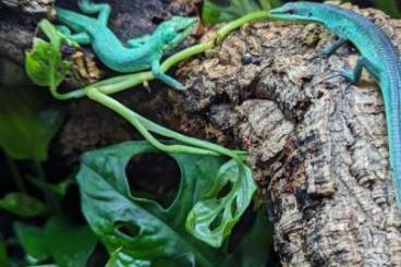 other lizards kaufen und verkaufen Photo: Takydromus Dorselis female