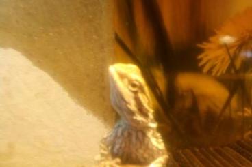Bearded dragons kaufen und verkaufen Photo: Junge Bartagame mit komplett eingerichteten Terrarium 