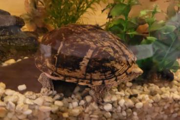Sumpfschildkröten kaufen und verkaufen Foto: Zwerg-Moschusschildkröte männlich