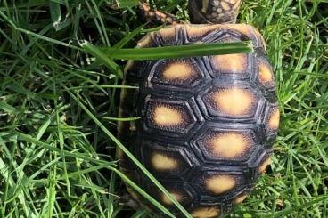 Landschildkröten kaufen und verkaufen Foto: Köhlerschildkröten Chelonoides carbonaria NZ 2023