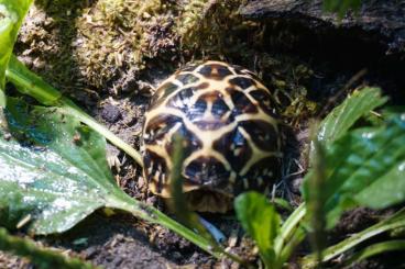 Landschildkröten kaufen und verkaufen Foto: Nachzuchten Indische Sternschildkröten Geochelone Elegans