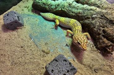 Geckos kaufen und verkaufen Photo: DRINGENDE ABGABE! Leopardengeckos 2 Jahre jung