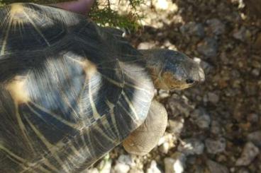 Schildkröten  kaufen und verkaufen Foto: Grupo Radiatas, sexadas y documentadas.