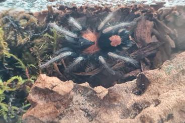 Vogelspinnen kaufen und verkaufen Foto: Cyriocosmus elegans weibchen 
