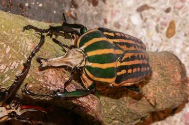 Insects kaufen und verkaufen Photo: Offer Beetles / Biete Käfer