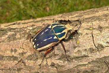 Insects kaufen und verkaufen Photo: Offer Beetles and Phasmids