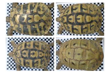 Landschildkröten kaufen und verkaufen Foto: Gruppe griechischer Landschildkröten (THB) abzugeben