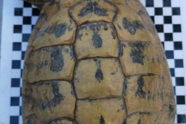Tortoises kaufen und verkaufen Photo: Männliche griechische Landschildkröte (THB) von 1974 abzugeben