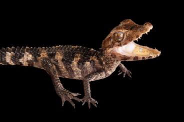 other lizards kaufen und verkaufen Photo: recherche juvénile paleosuchus palpebrosus
