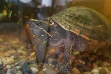 Sumpfschildkröten kaufen und verkaufen Foto: Biete Moschusschildkröte mit Zubehör 