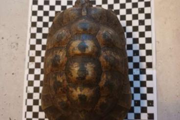 Tortoises kaufen und verkaufen Photo: Griechische Landschildkröten THB TG
