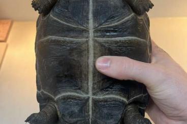 Landschildkröten kaufen und verkaufen Foto: 2 Aldabrachelys gigantea for sale