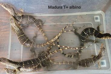 Monitor lizards kaufen und verkaufen Photo: Varanus salvator T+ albino Madura