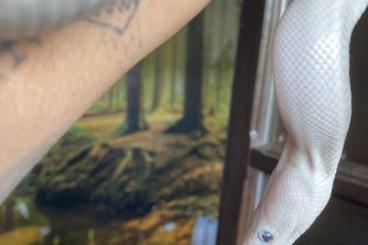 Ball Pythons kaufen und verkaufen Photo: blue eyed lucy (selten )weibchen sucht neues zuhause 