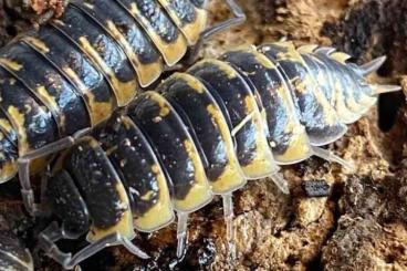 Krebstiere terrestrisch kaufen und verkaufen Foto: Suche porcellio ornatus Yellow Krebstiere terrestrisch kaufen und verkaufen Foto: Suche porcellio ornatus Yellow