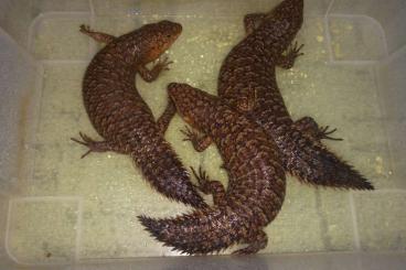 Lizards kaufen und verkaufen Photo: Egernia stokesii zellingi                                             