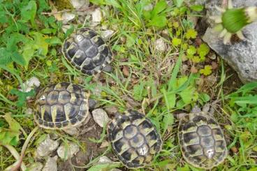 Landschildkröten kaufen und verkaufen Foto: Griechische Landschildkröten und Breitrandschildkröten NZ'23