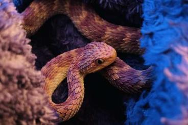 Schlangen kaufen und verkaufen Foto: 1.1 Atheris Squamigera (Buschvipern) Schlangen kaufen und verkaufen Foto: 1.1 Atheris Squamigera (Buschvipern)