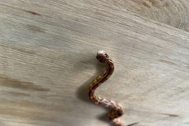 Schlangen kaufen und verkaufen Foto: Kornnatter (Pantherophis guttatus) 0.1 Schlangen kaufen und verkaufen Foto: Kornnatter (Pantherophis guttatus) 0.1