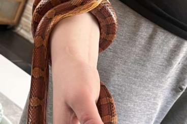Snakes kaufen und verkaufen Photo: Kornnatter 3 Jahre alt ! 