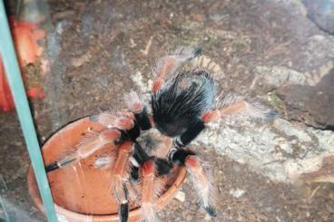 - bird spiders kaufen und verkaufen Photo: Verschiedene Vogelspinnen/different kind of tarantulas