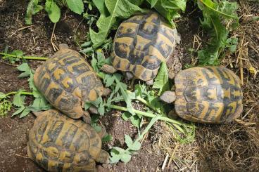 Landschildkröten kaufen und verkaufen Foto: 0,4 griechische Landschildkröten