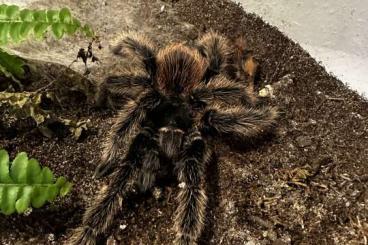 - bird spiders kaufen und verkaufen Photo: Lasiodora Pharahybana 1.0 frisch Adult RH 04.2024
